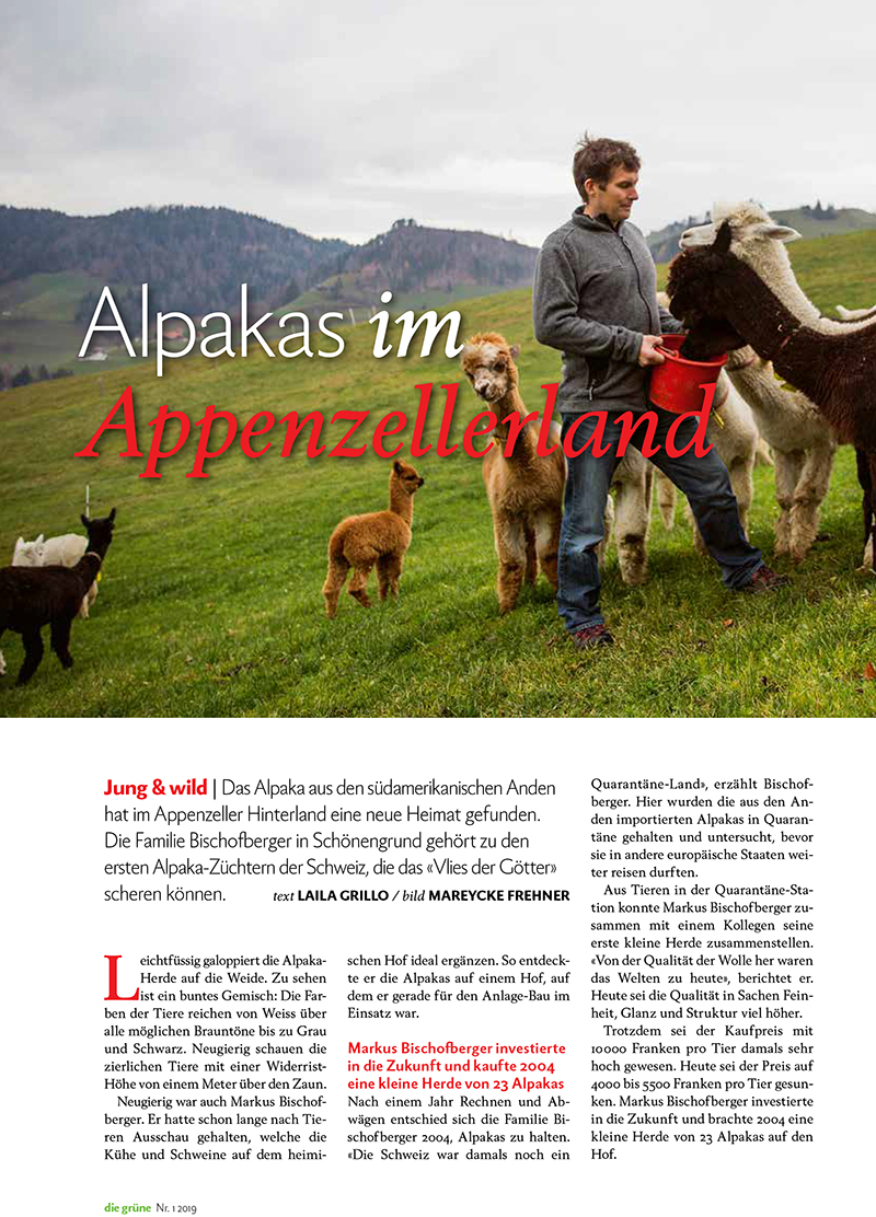 Die Gruene Alpaka Appenzell 1